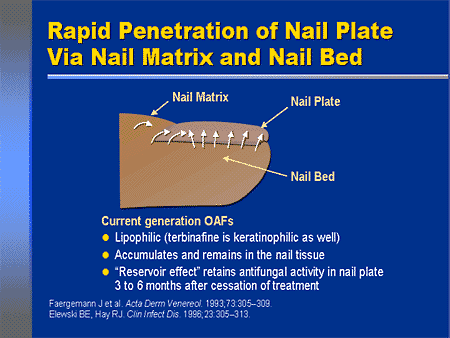 Rapid Penetration of Nail Plate via Nail Matrix and Nail Bed