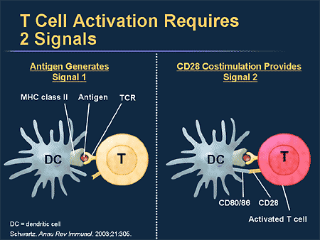 T Cell Activation Requires 2