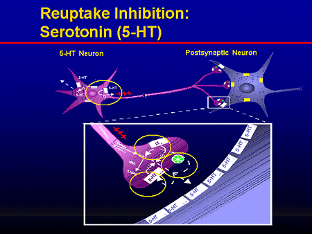 Reuptake Of Serotonin