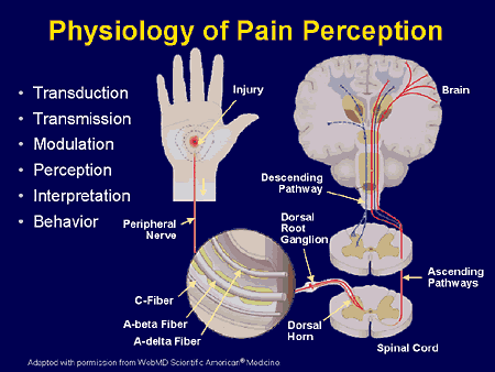 Physiology of Pain Perception
