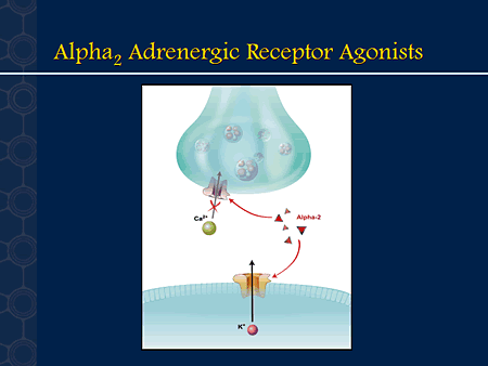 alpha 2 receptors