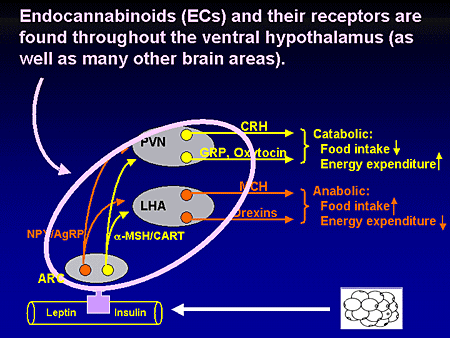 Pin By M B On Endocannabinoid System | Anabolic, Leptin, Energy