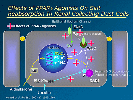 Ppar Gamma Mechanism