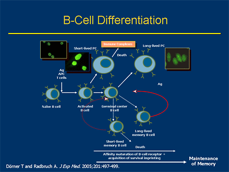 B Cell Differentiation