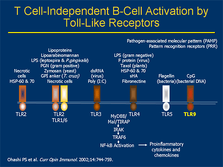 T Cell Independent B Cell Activation