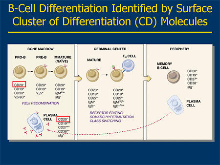 ultimatelycellular differentiation depends upon