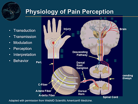 Pain Pathway Physiology