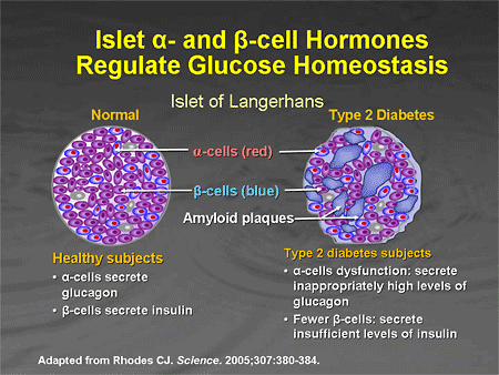 Hormones And Homeostasis