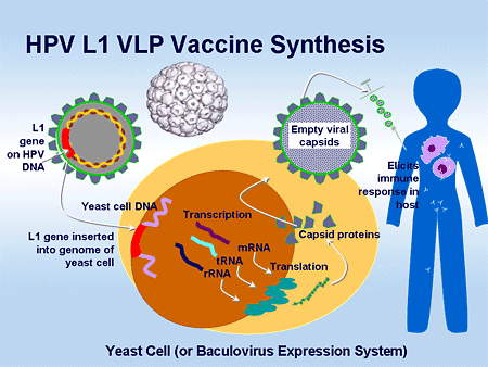 Vaccine systhesis