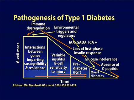 Type 1 Diabetes Pathophysiology