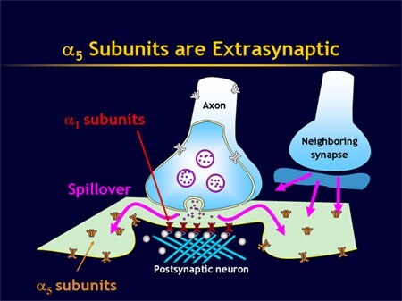 Extrasynaptic Membrane