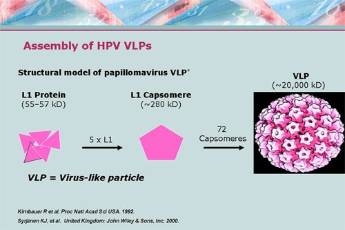 hpv capsid