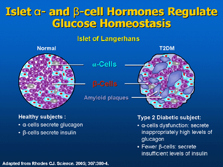 Alpha Cells Pancreas