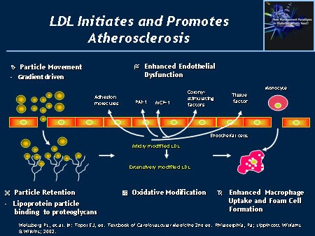 ldl and atherosclerosis
