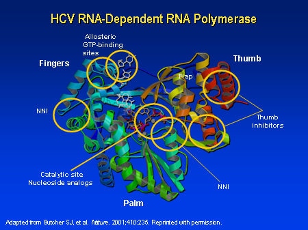 Hcv Rna