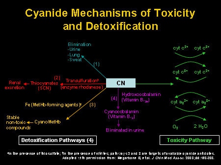 hydroxocobalamin cyanide mechanism