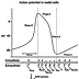 Nodal Action Potential