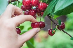 Image result for Cherry pick
