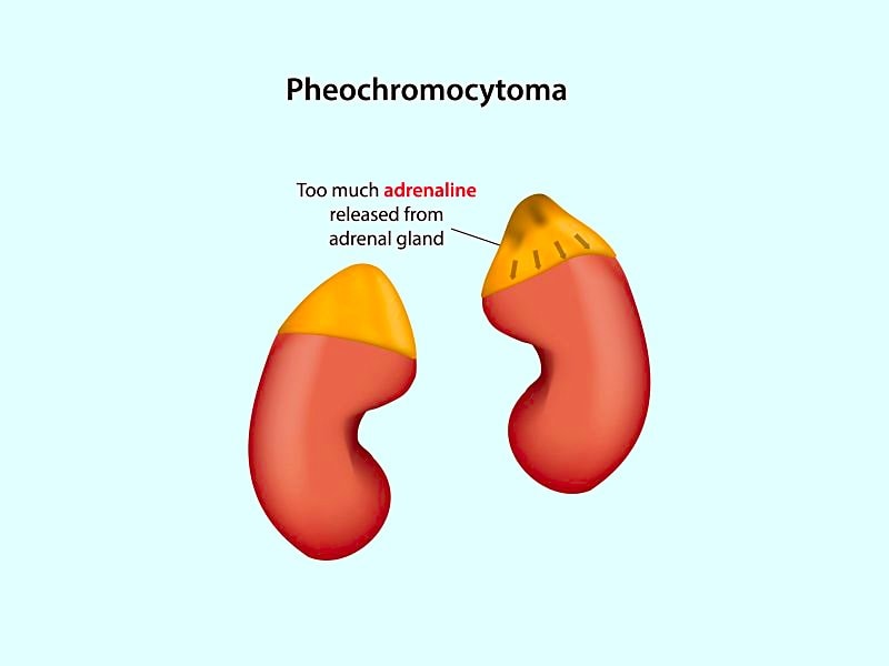 definition of adrenal gland