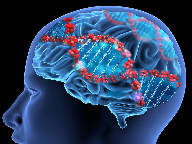 Punnetts Square Brain Aging Gene Discovered 