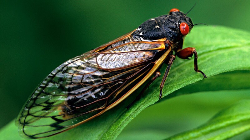 'Sing, Mate, Die': Why Do People Fear Cicadas? 1 'Sing, Mate, Die': Why Do People Fear Cicadas?