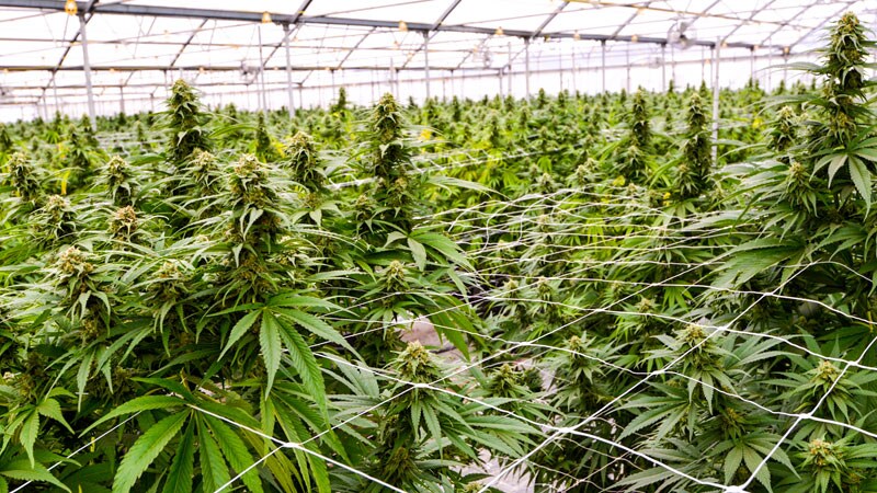 Schumer Backs the Federal Decriminalization of Marijuana - newspostwall Schumer Backs the Federal Decriminalization of Marijuana