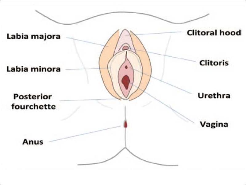 vagina the Posterior of fourchette
