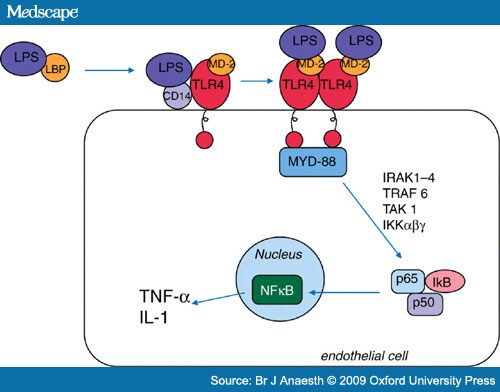 Sepsis Cascade