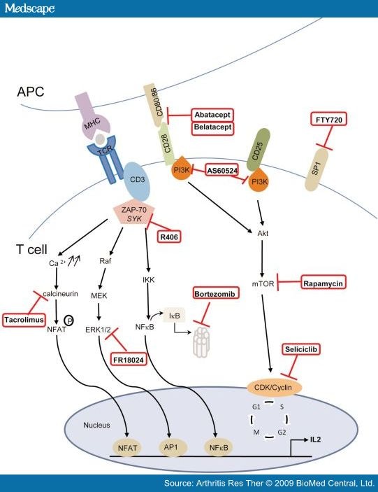 Molecular Therapies for Systemic Lupus Erythematosus: Clinical Trials ...