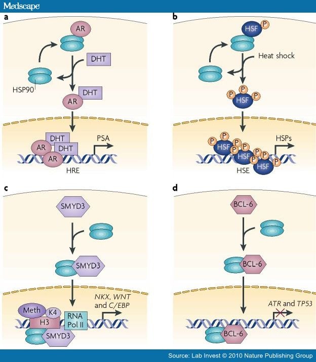 Targeting the Dynamic HSP90 Complex in Cancer