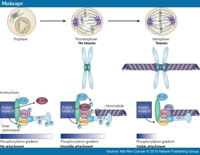 Polo-Like Kinases and Aurora Kinases in Cancer Therapy