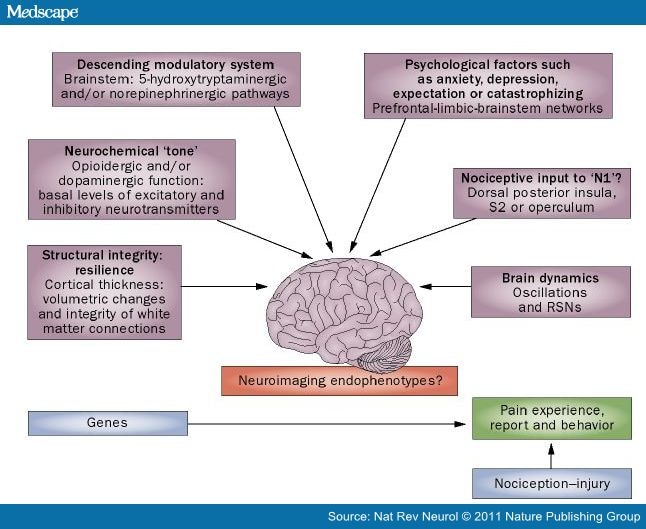 Can Neuroimaging Studies Identify Pain Endophenotypes?