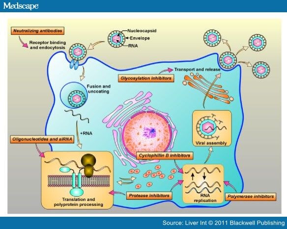 Direct-acting Antivirals' Combination for Treatment of HCV