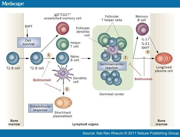 Targeting B Cells in SLE: Good News at Last!