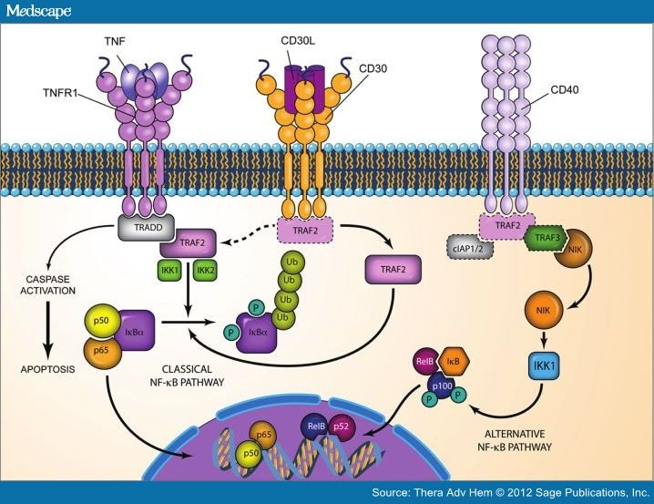 Antigens, Cd30; Antigens, Ki-1; Ber-H2 Antigens; CD30 Antigens; Ki-1 ...