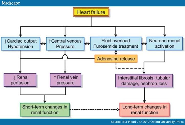 The Role of the Kidney in Heart Failure