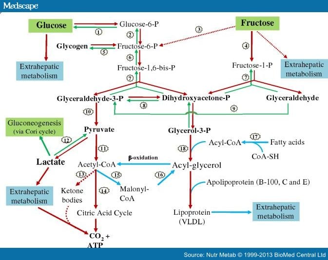 metabolic pathways for fructose