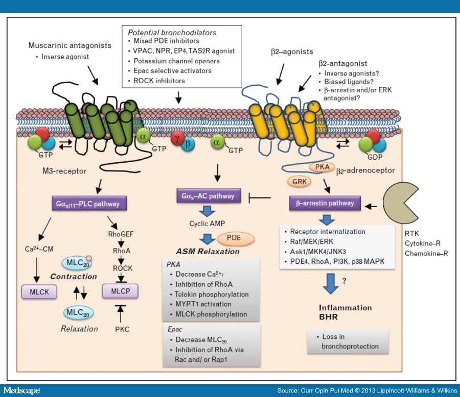 Current and Novel Bronchodilators in Respiratory Disease