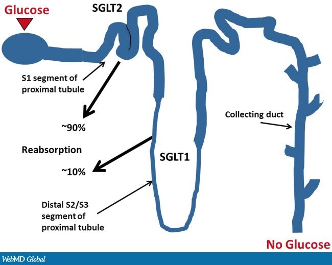 Understanding the Role of SGLT2 Inhibition in Diabetes Management