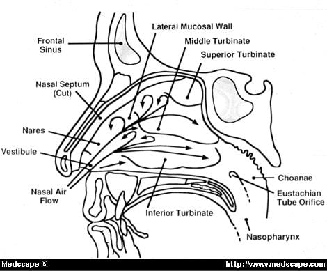 The Interplay Between Otitis Media and Rhinitis in Children