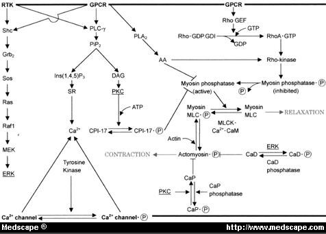 Molecular Mechanisms in Cerebral Vasospasm