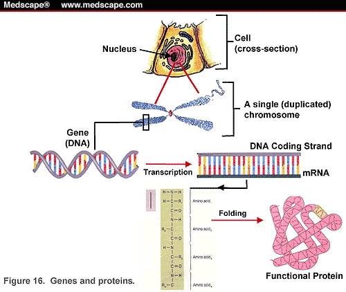 Genes To Proteins