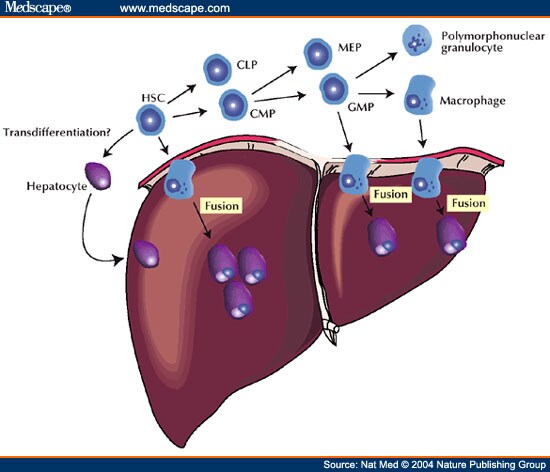 Liver Regeneration