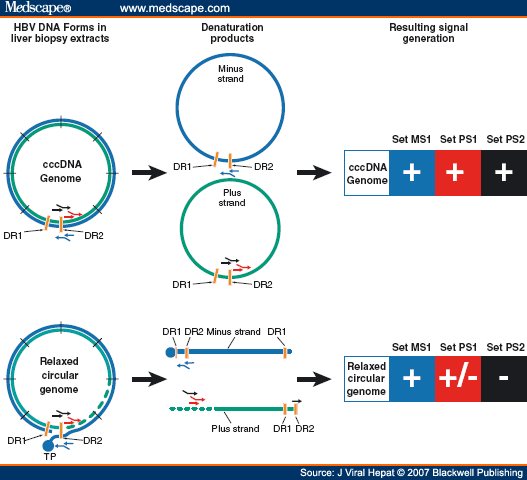 Quantitative Analysis of HBV cccDNA from Clinical Specimens