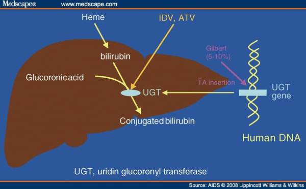 Glucuronosyltransferase; Glucuronyltransferase; UDP Glucuronosyltransferase