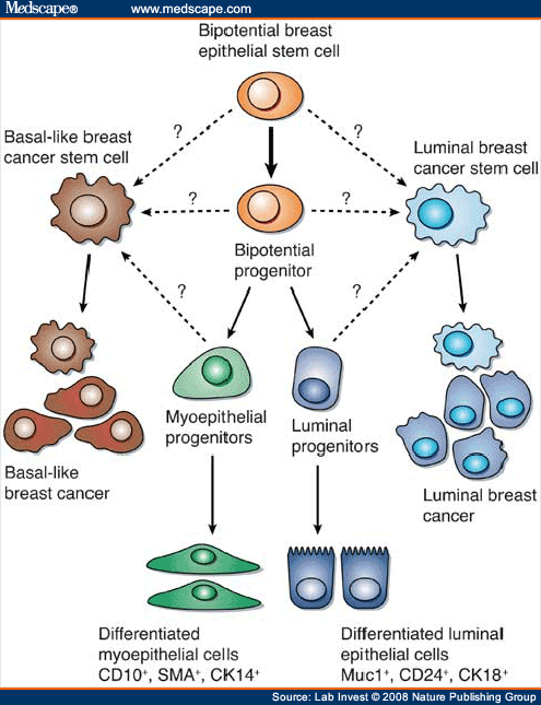 The Cancer Stem cell Hypothesis: In Search of Definitions, Markers