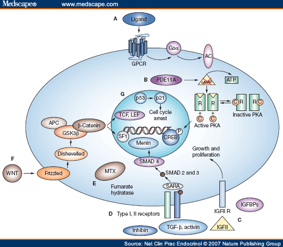 Genetics of Adrenal Tumors Associated With Cushing's Syndrome ...