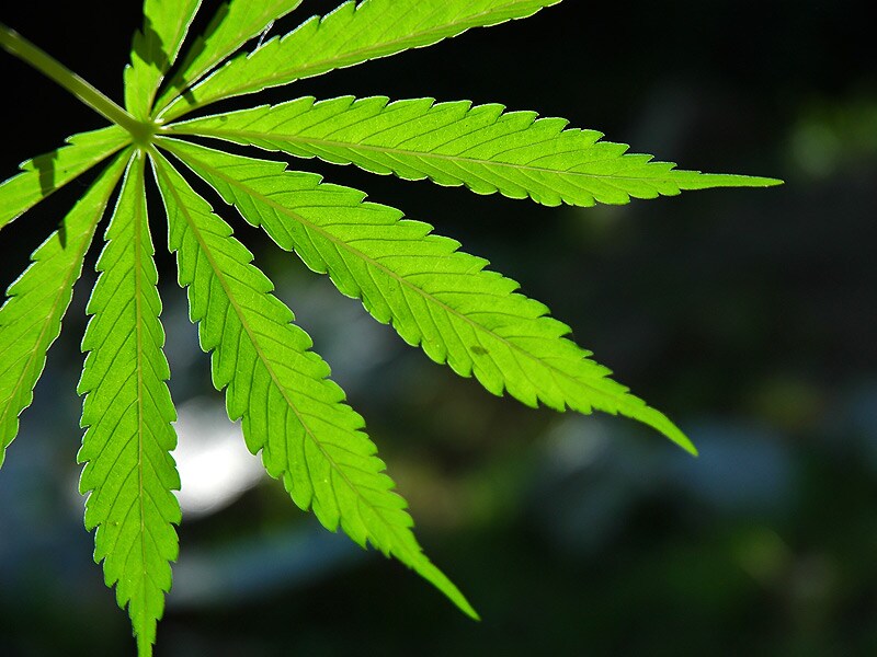 Medical Marijuana Dispensaries Can Open August In Ari.