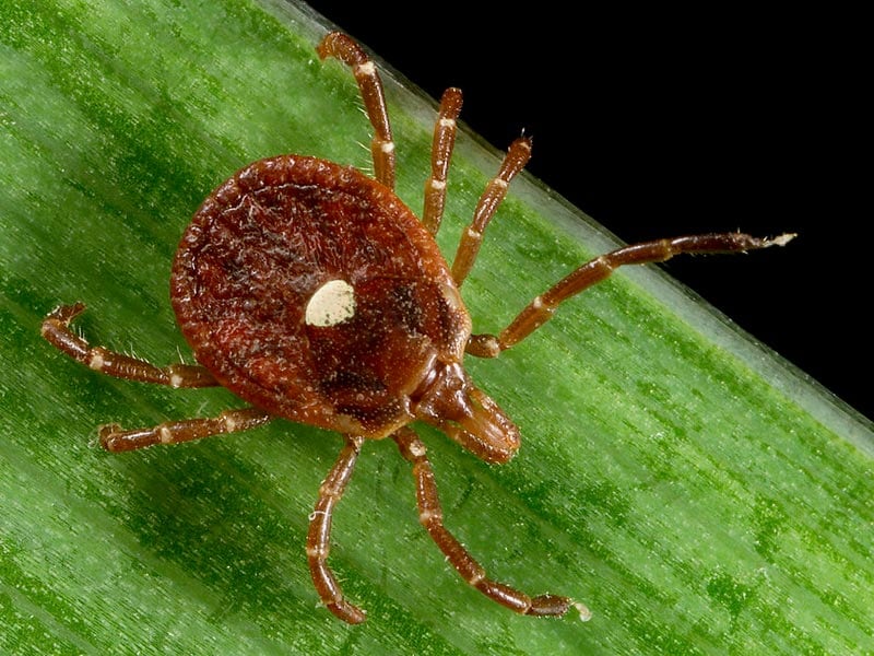 6 Cases of New Tick-Borne Heartland Virus, CDC Reports