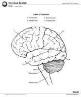 Brain Anatomy: Overview, Gross Anatomy: Cerebrum, Gross Anatomy: Cortex